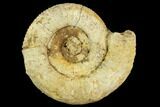Ammonite (Orthosphinctes) Fossil - Staffelberg, Germany #125449-1